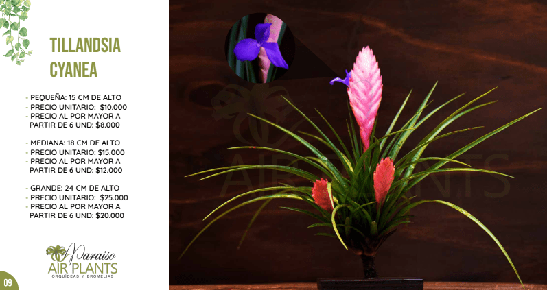Orquídeas y Bromelias el Paraíso – Nuevo Amanecer Fusagasugá